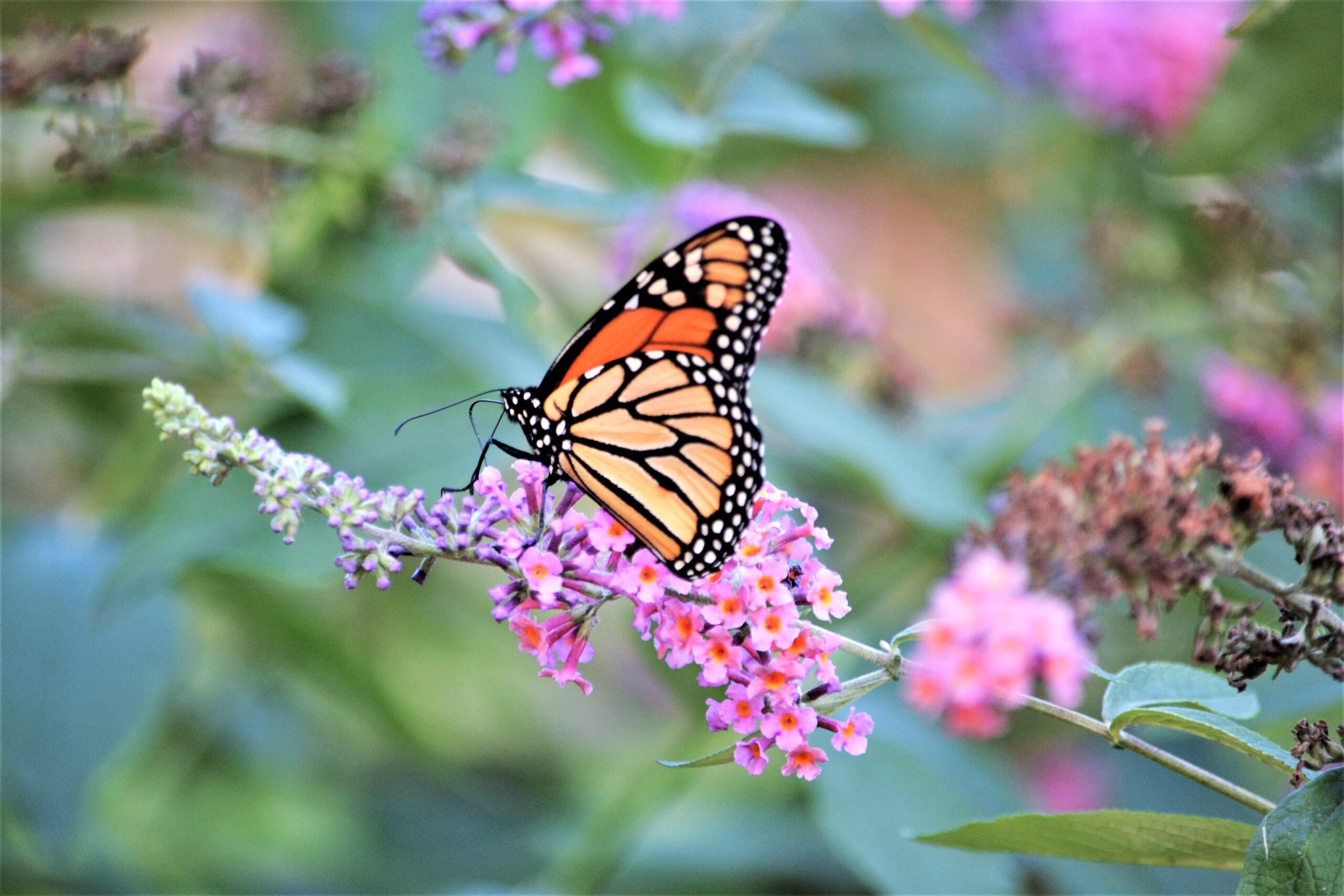 Increíble Aumento del 35% en Mariposas Monarca en Bosques de Hibernación