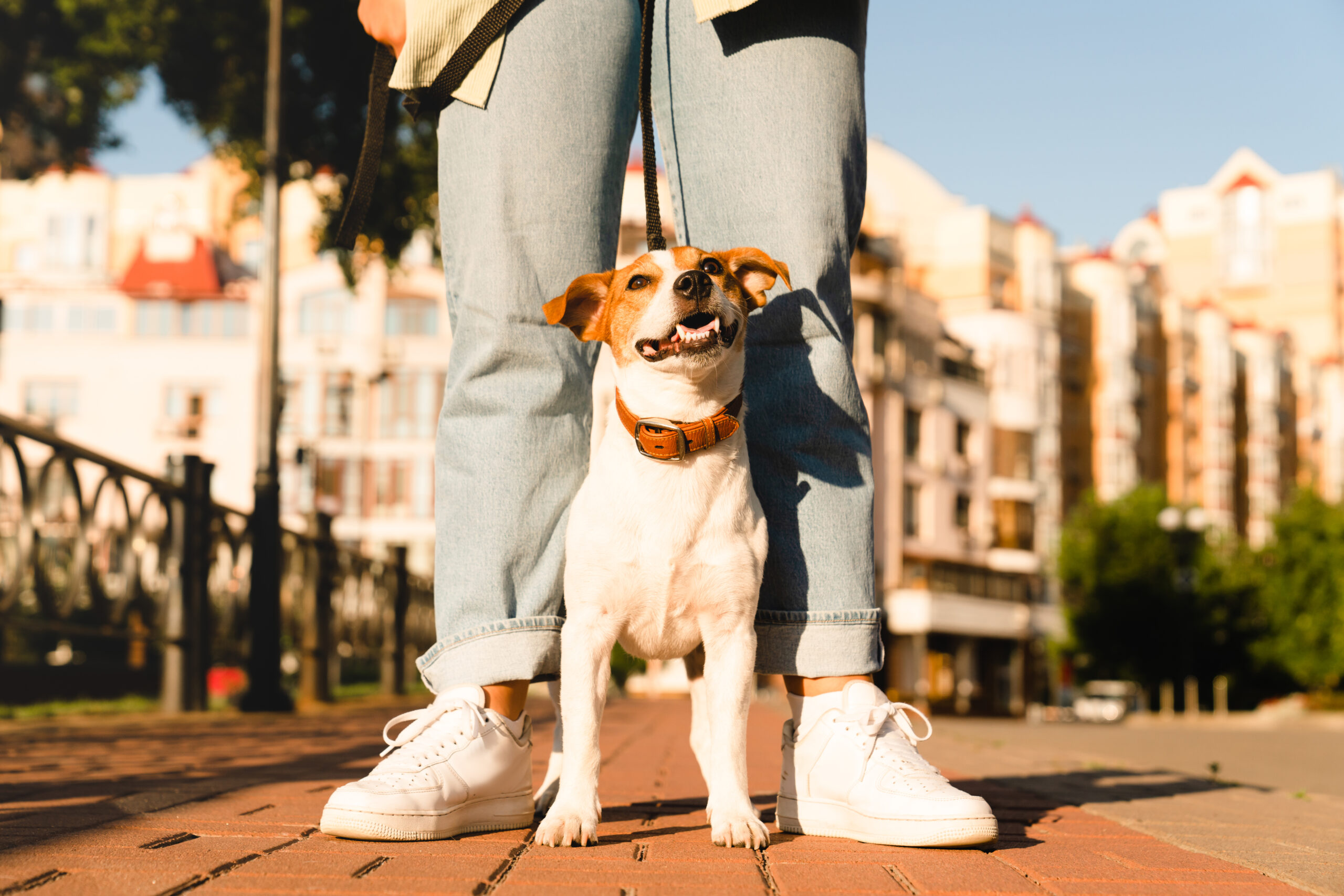 Renuncia a su trabajo para rescatar perritos